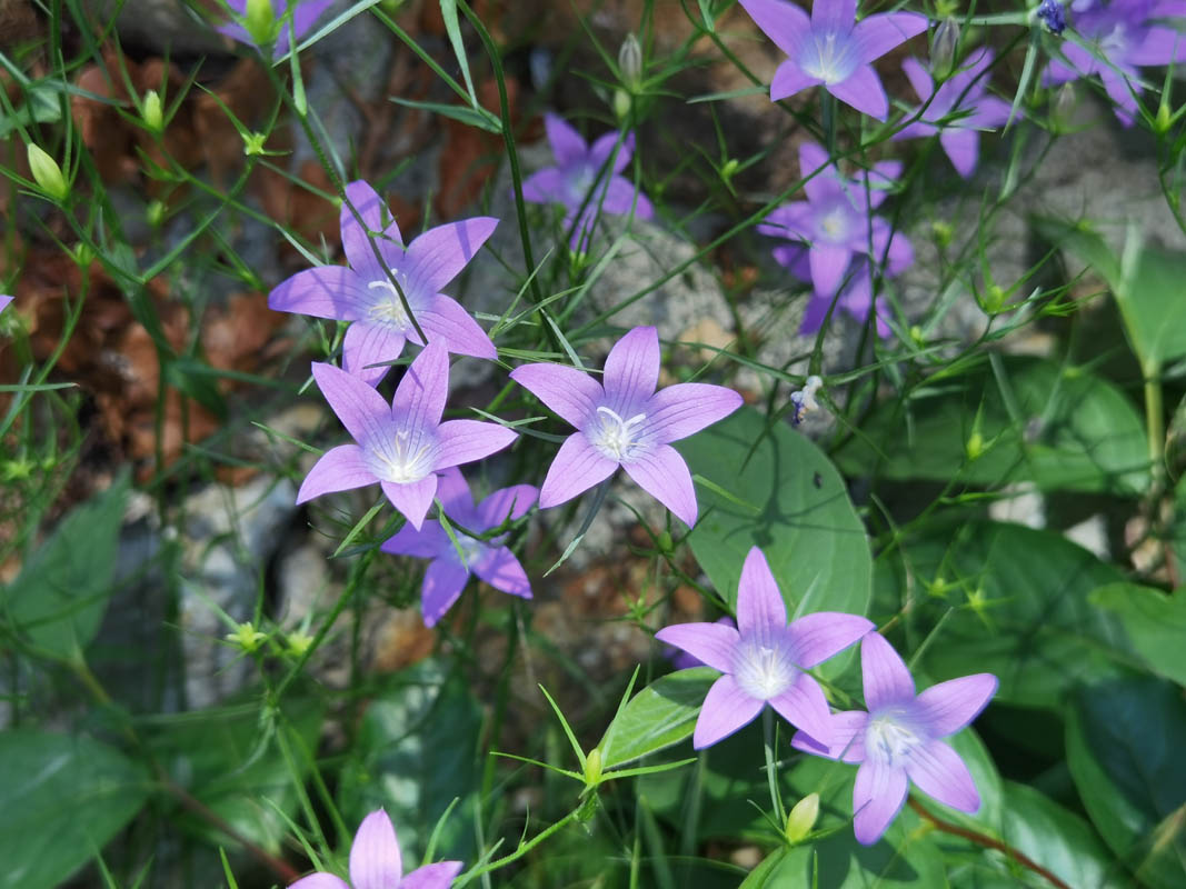 Campanula patula